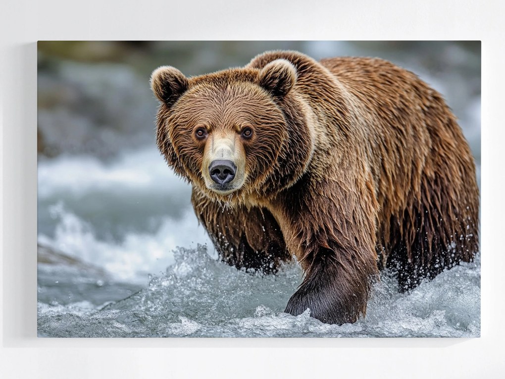 Vászonkép Canvas Fotó Állat Medve Barna Mackó Folyó 60x40