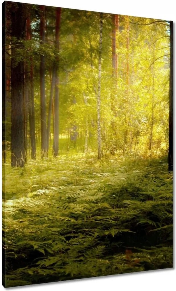 Vászonkép 70x100 Napfelkelte az erdőben