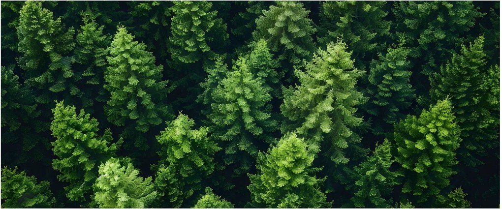 Kép - Forest (120x50 cm)