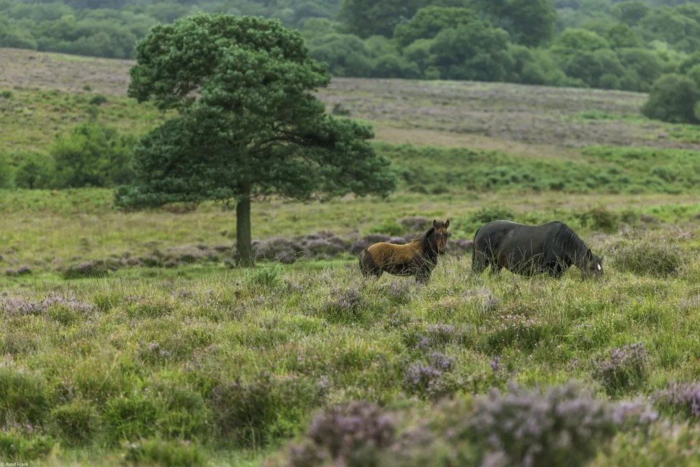 Poszter 45x30cm Vad lovak 2, Assaf Frank