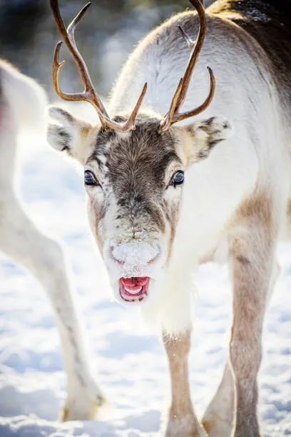 Fotográfia Close up of reindeer in the snow, Swedish Lapland, Roberto Moiola / Sysaworld