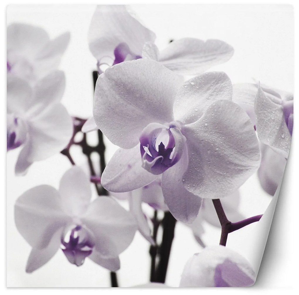 Gario Fotótapéta Lila orchidea harmattal a szirmokon Anyag: Vlies, Méret: 200 x 200 cm
