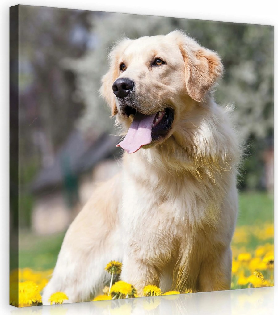 Vászonkép 40x40 Golden Retriever kutya virágok sárga nyár öröm nyugalom