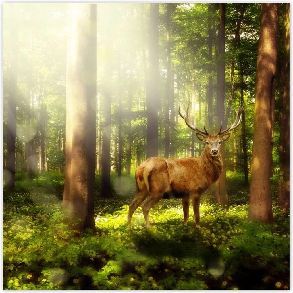 Poszterek 140x140 Szarvas a varázslatos erdőben