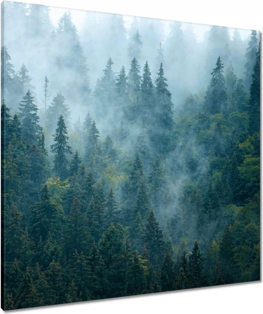 Vászonkép 80x80 Erdő a ködben Utazás