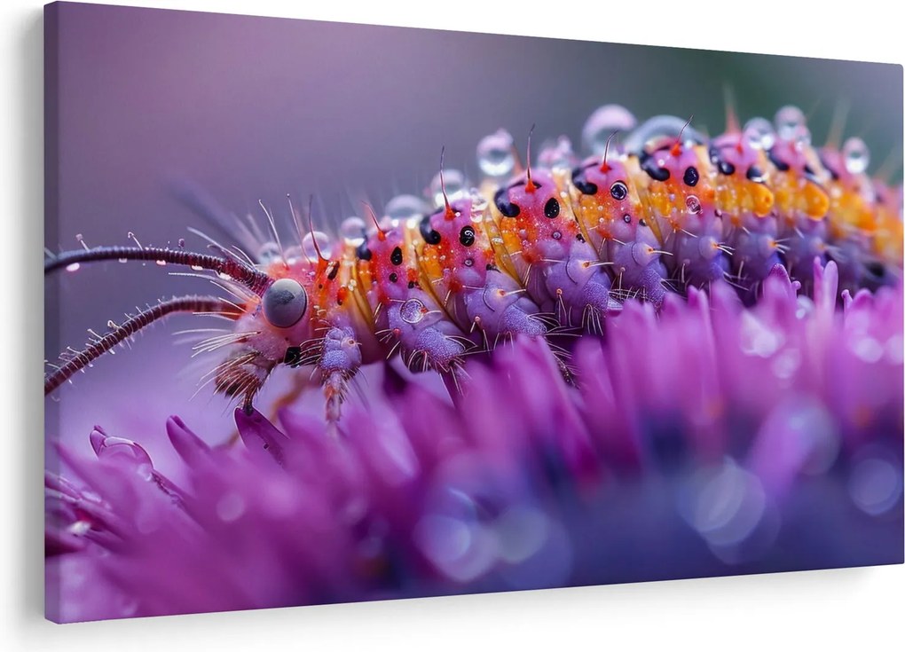 Kép - Caterpillar (90x60 cm)
