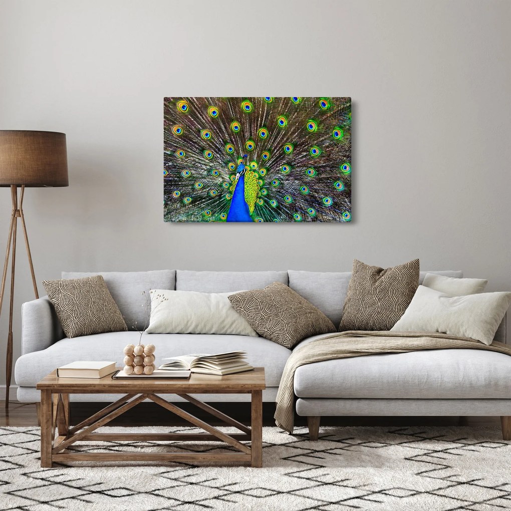 Kép - Páva (90x60 cm)