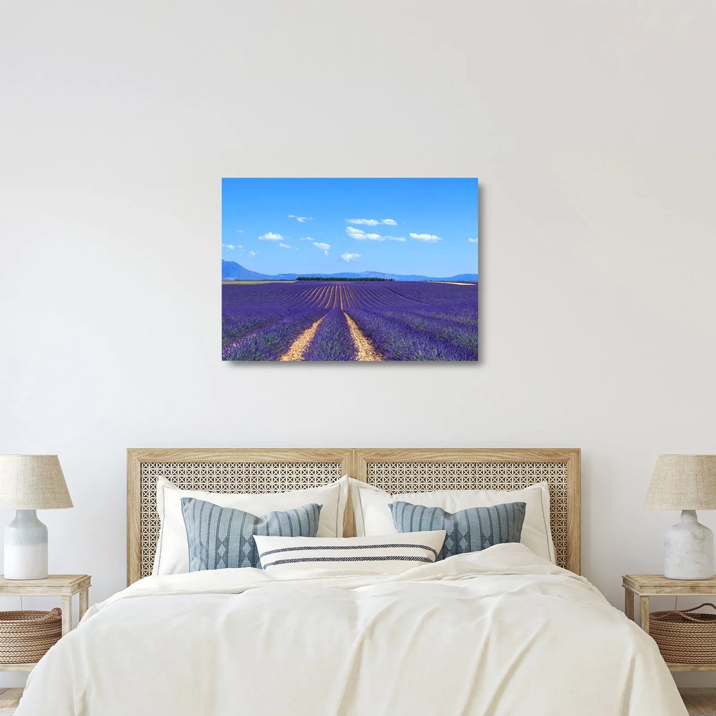 Üveg kép - Levendula mező (70x50 cm)