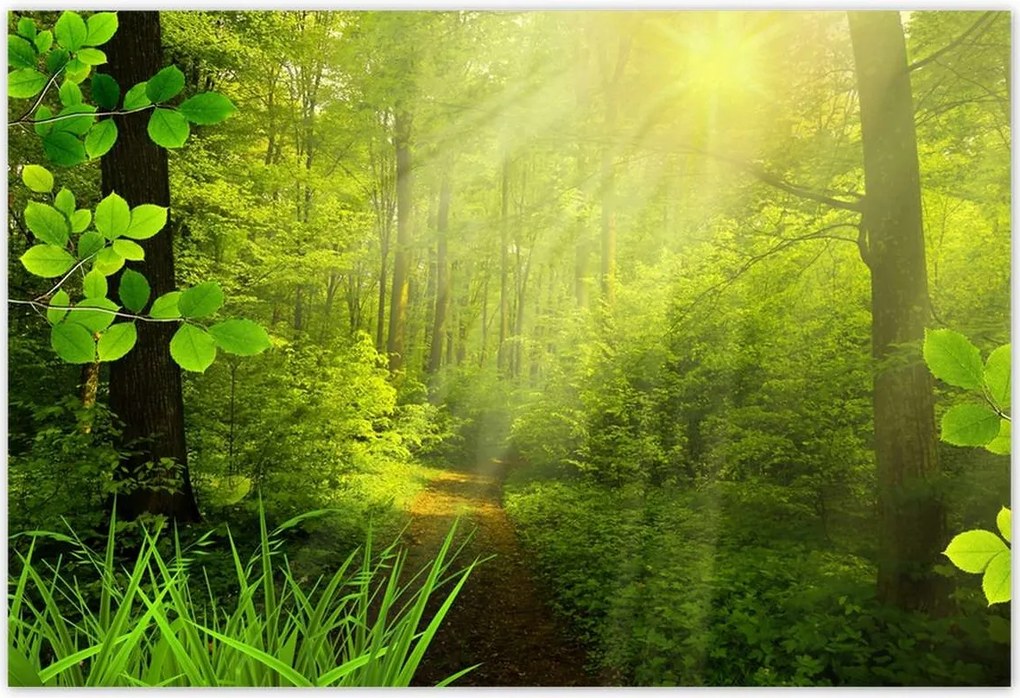 Poszterek 155x105 Varázslatos erdő Tájkép