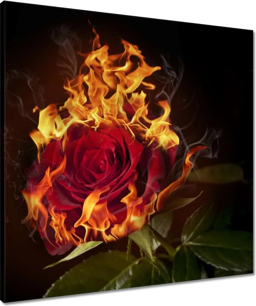 Vászonkép 60x60 Vörös lángoló rózsa