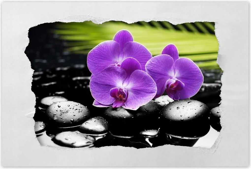 Poszterek 120x80 Lila orchideák
