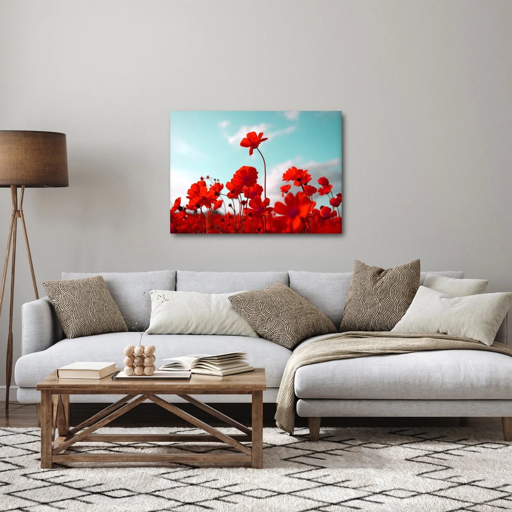 Fényes piros virágokkal rendelkező mező képe (70x50 cm)