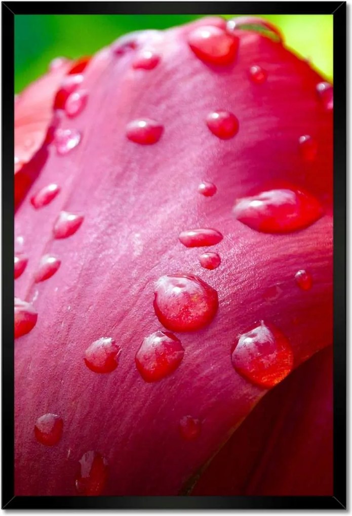 Poszterek keretben 40x60 Tulipánok Virágok