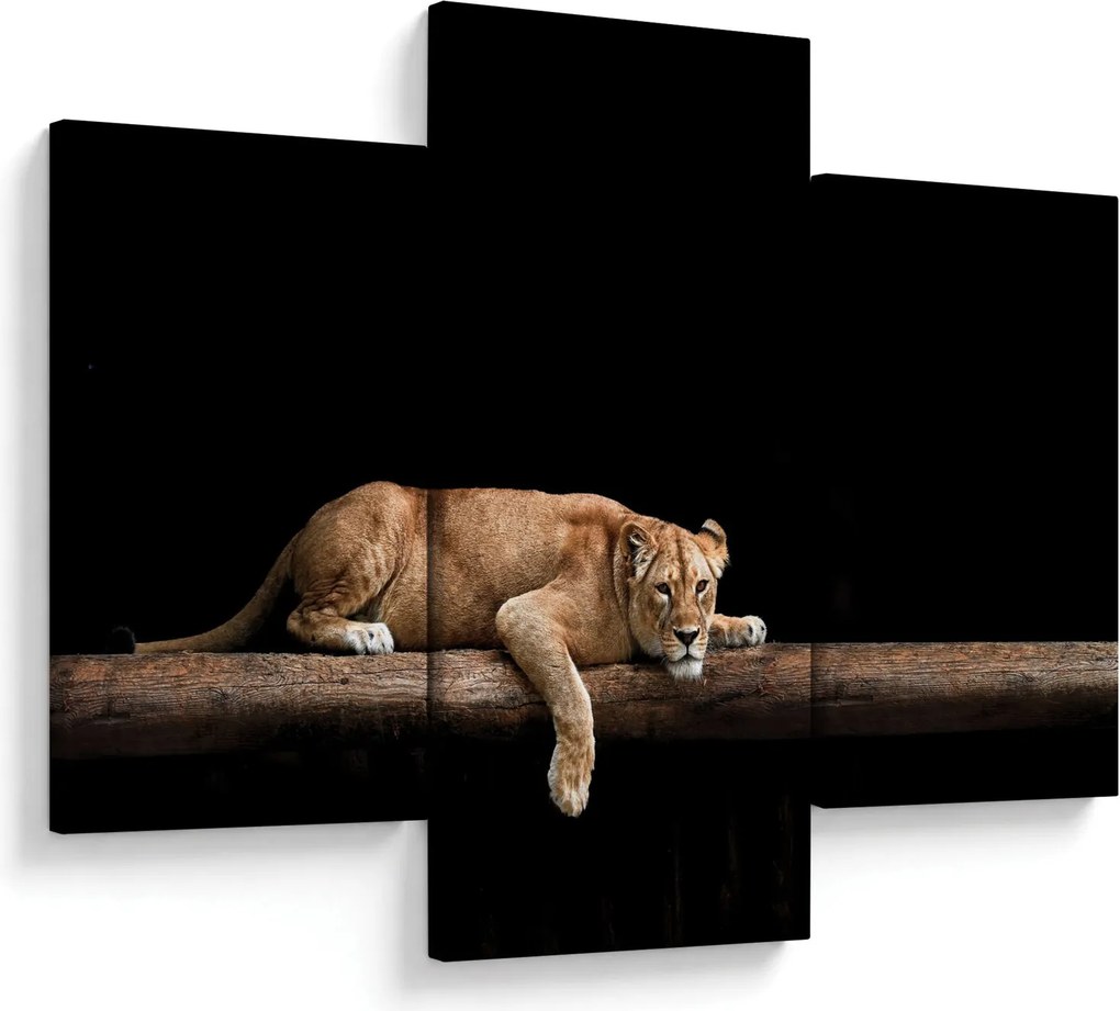 Kép - Lioness (90x60 cm)