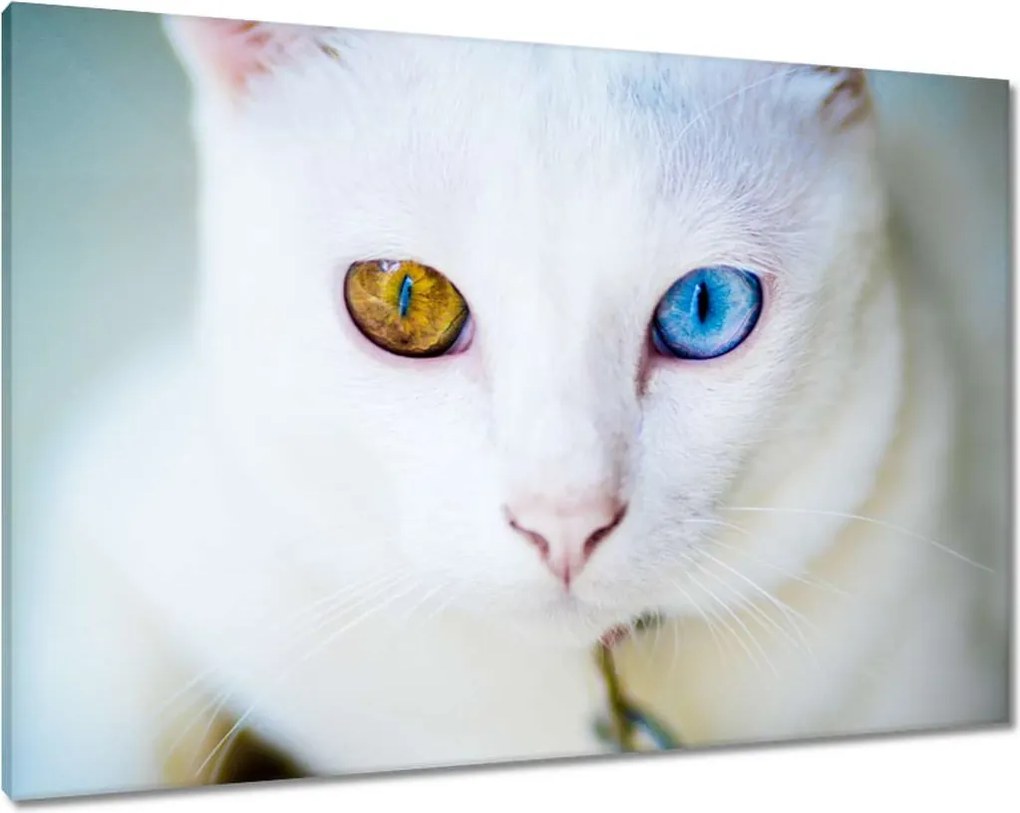 Vászonkép 100x70 Macska mesés szemekkel