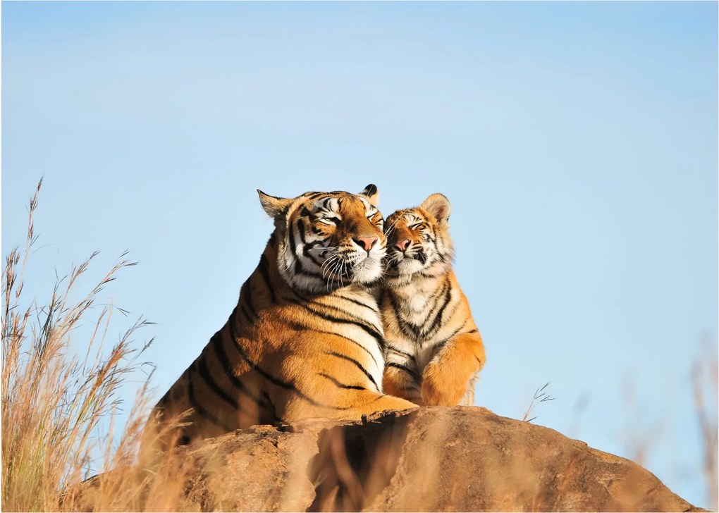 Kép - Tigris és a kölyke (70x50 cm)