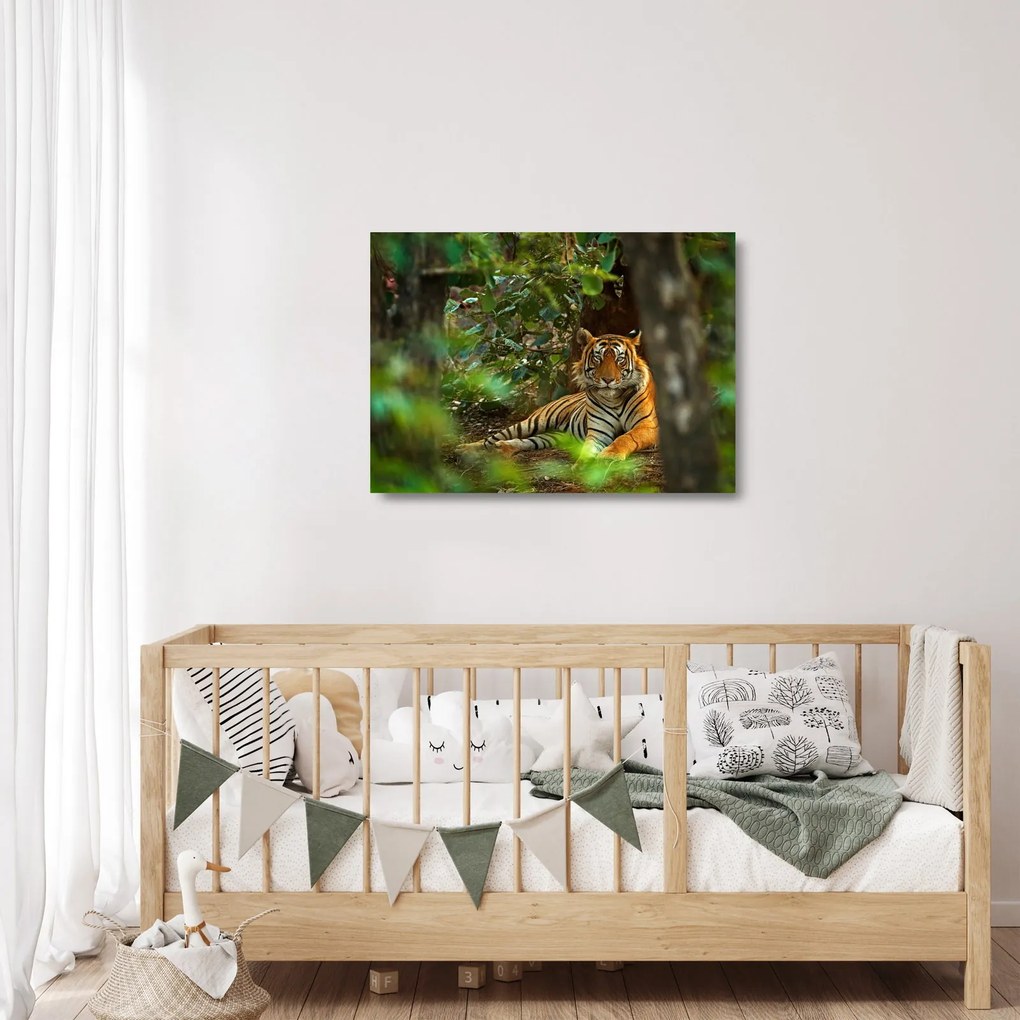Pihenő tigris képe (üvegen) (70x50 cm)