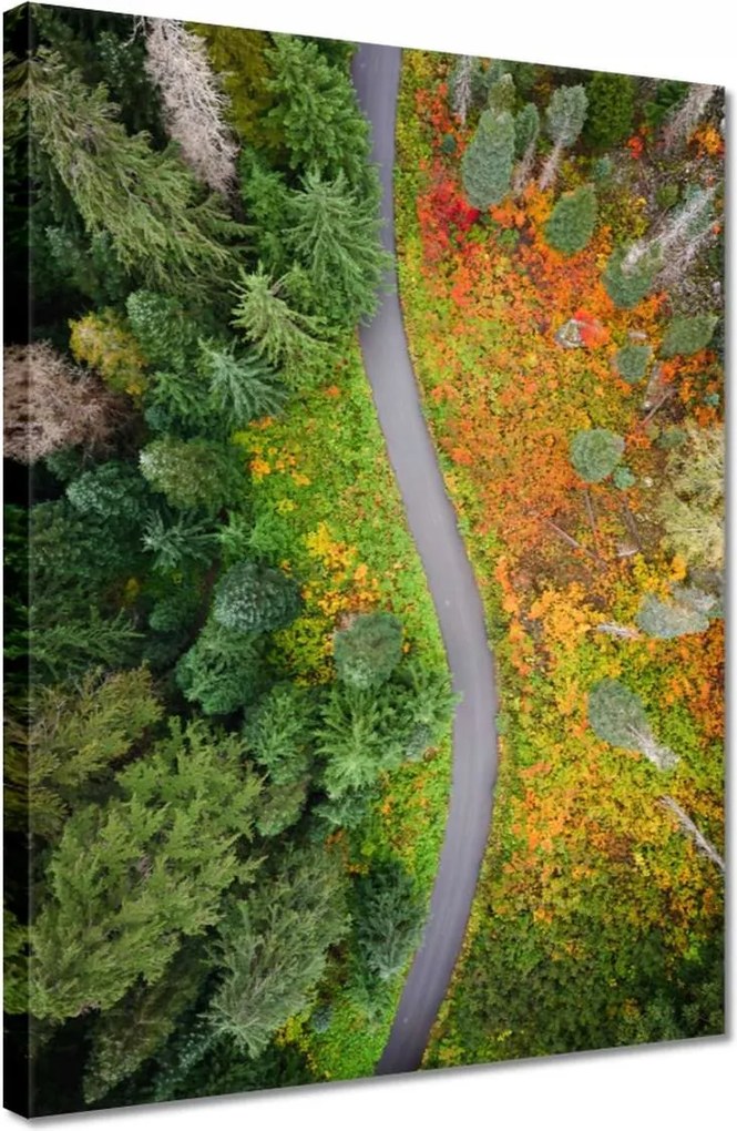 Vászonkép 30x40 Út Erdő Ősz