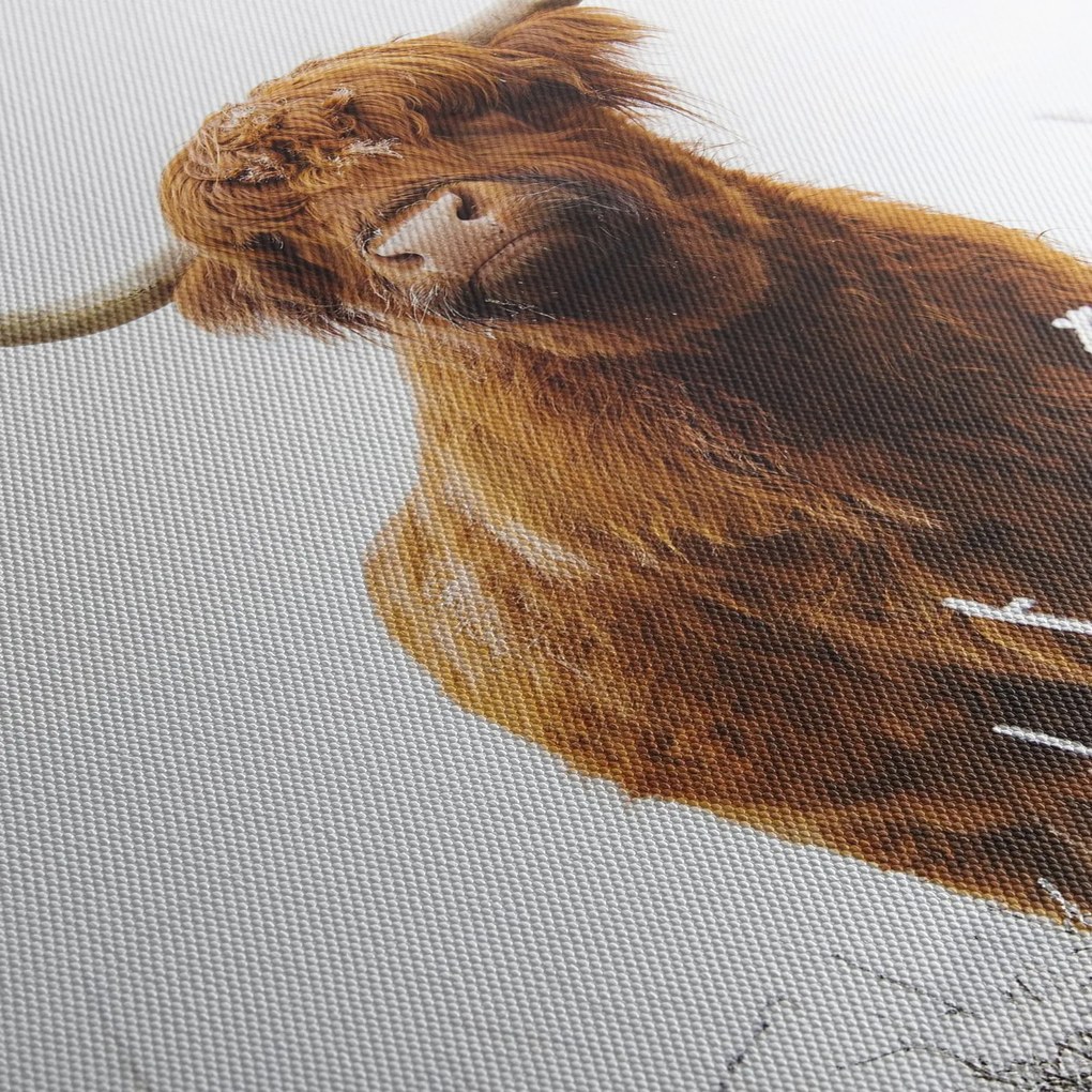 Kép - Skót tehén (90x60 cm)