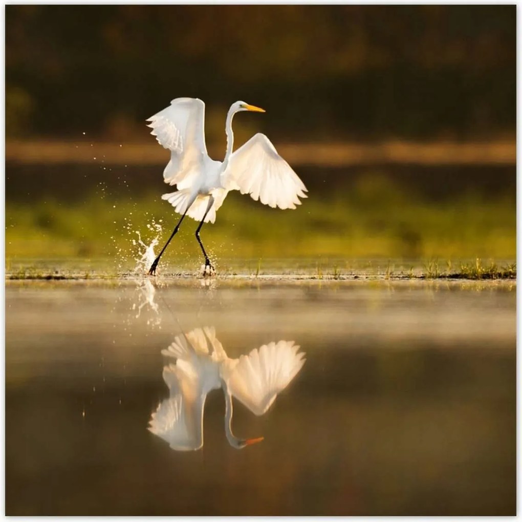 Poszterek 100x100 Madarak