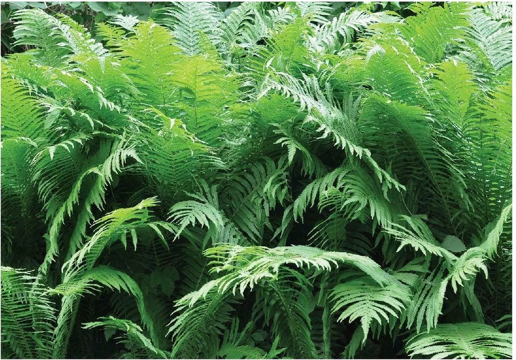 Fotótapéta Napfény Dzsungel Növények Nappali 416x254