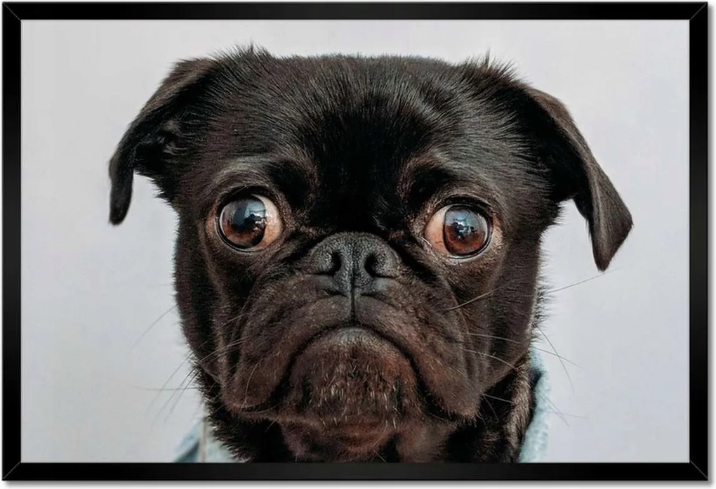 Poszterek keretben 60x40 Kutya Kutyák