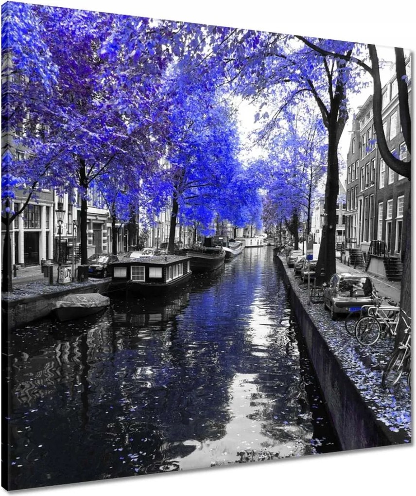 Vászonkép 60x60 Búzavirág Amszterdam