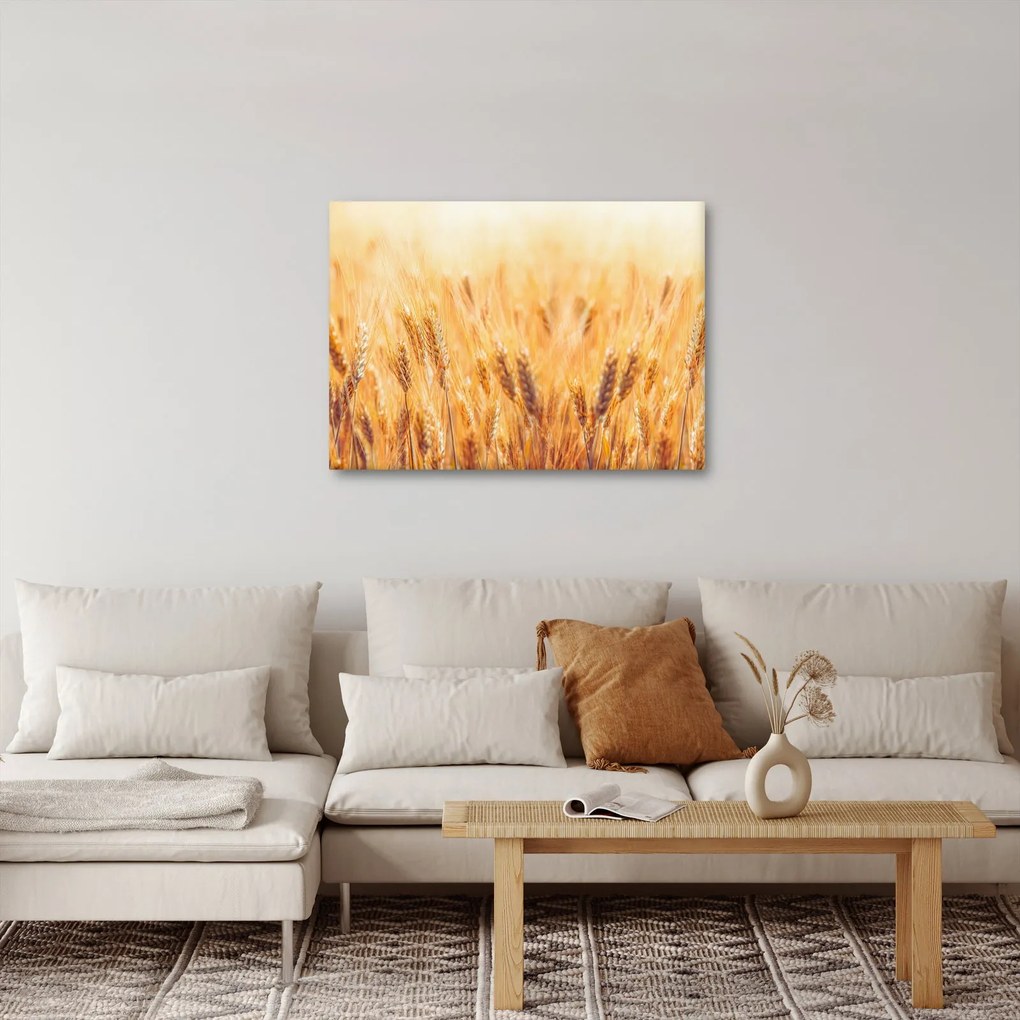 Kép - mező gabonával (70x50 cm)