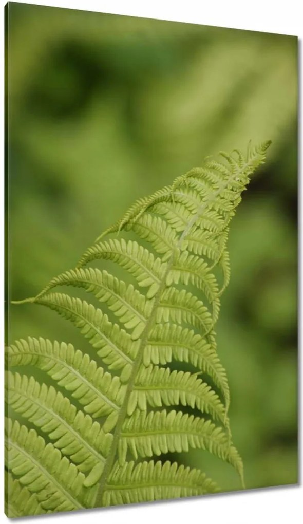 Vászonkép 80x120 Páfrányok Erdő Zöld levél