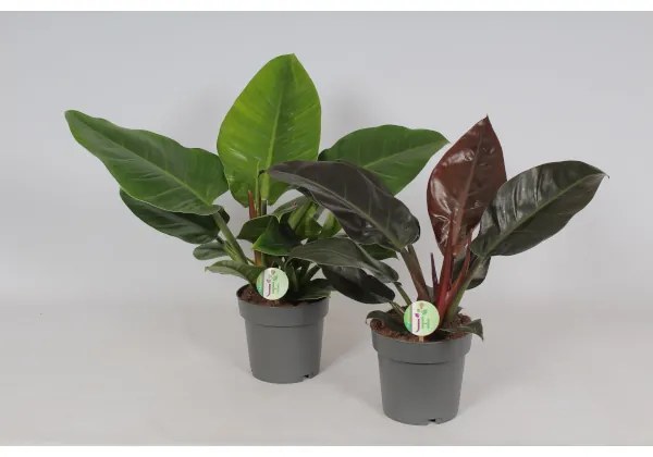 FILODENDRON MIX CS:19CM PHILODENDRON
