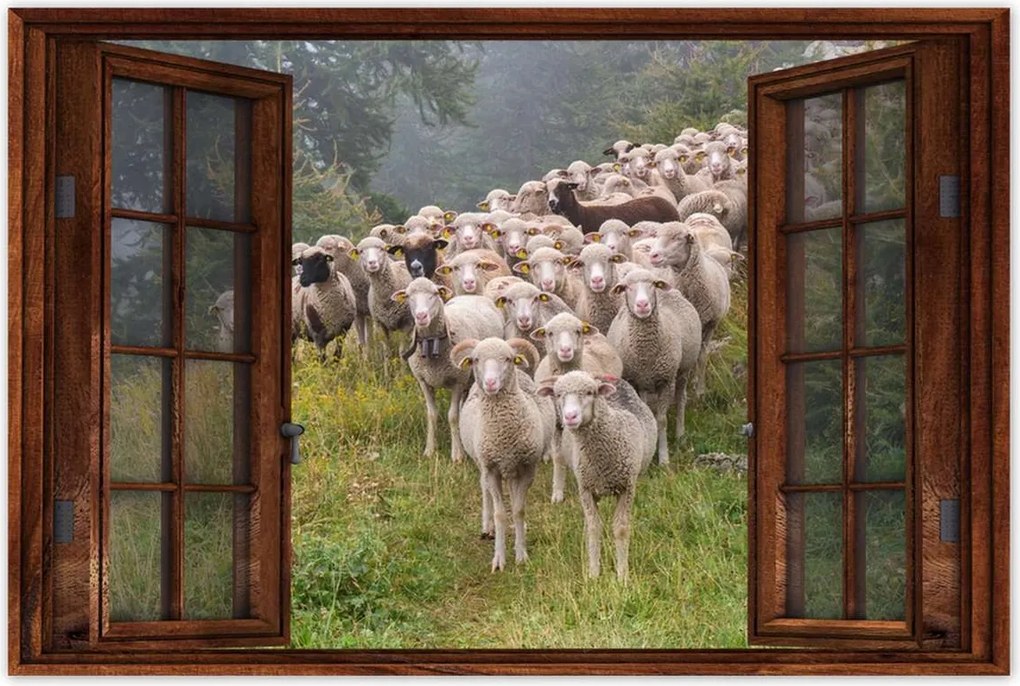 Poszterek 60x40 Juh legeltetés Bárányok