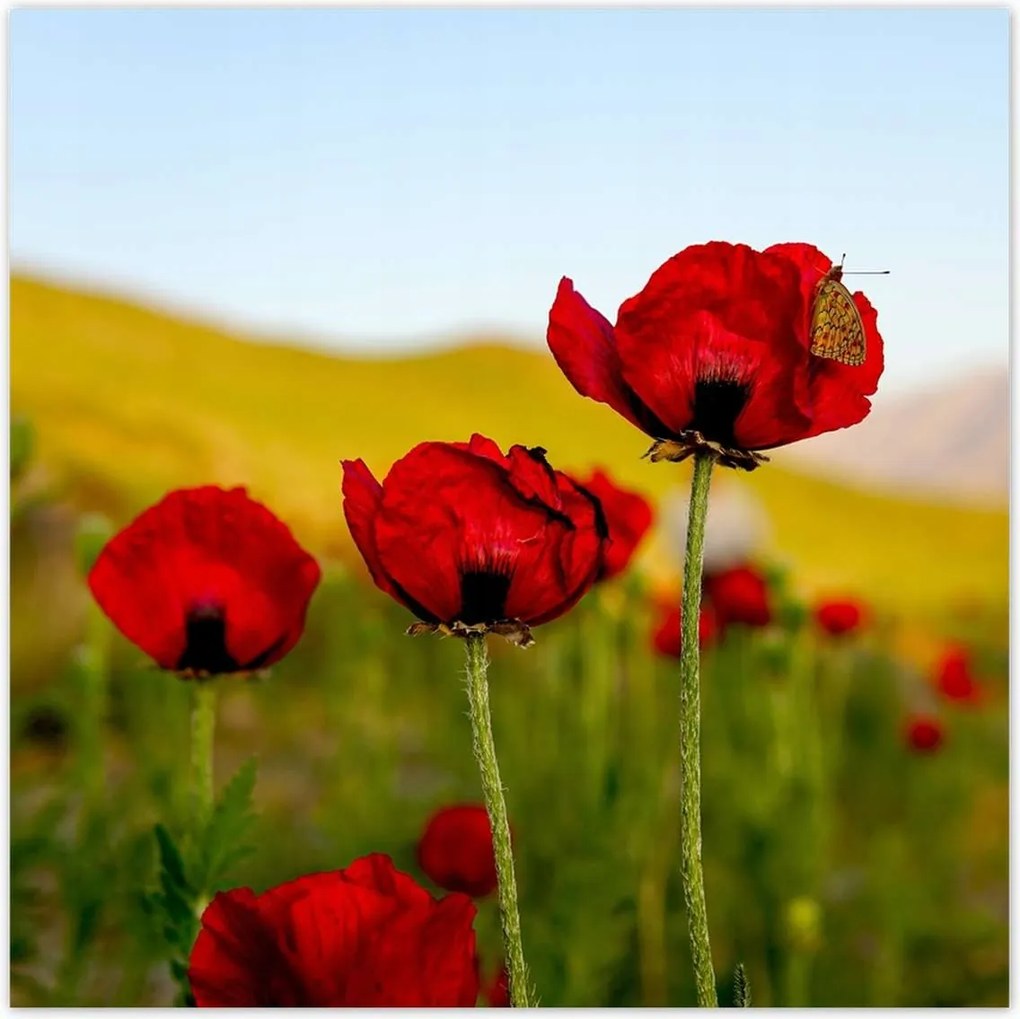 Poszterek 30x30 Piros pipacs Virágok Hegyek