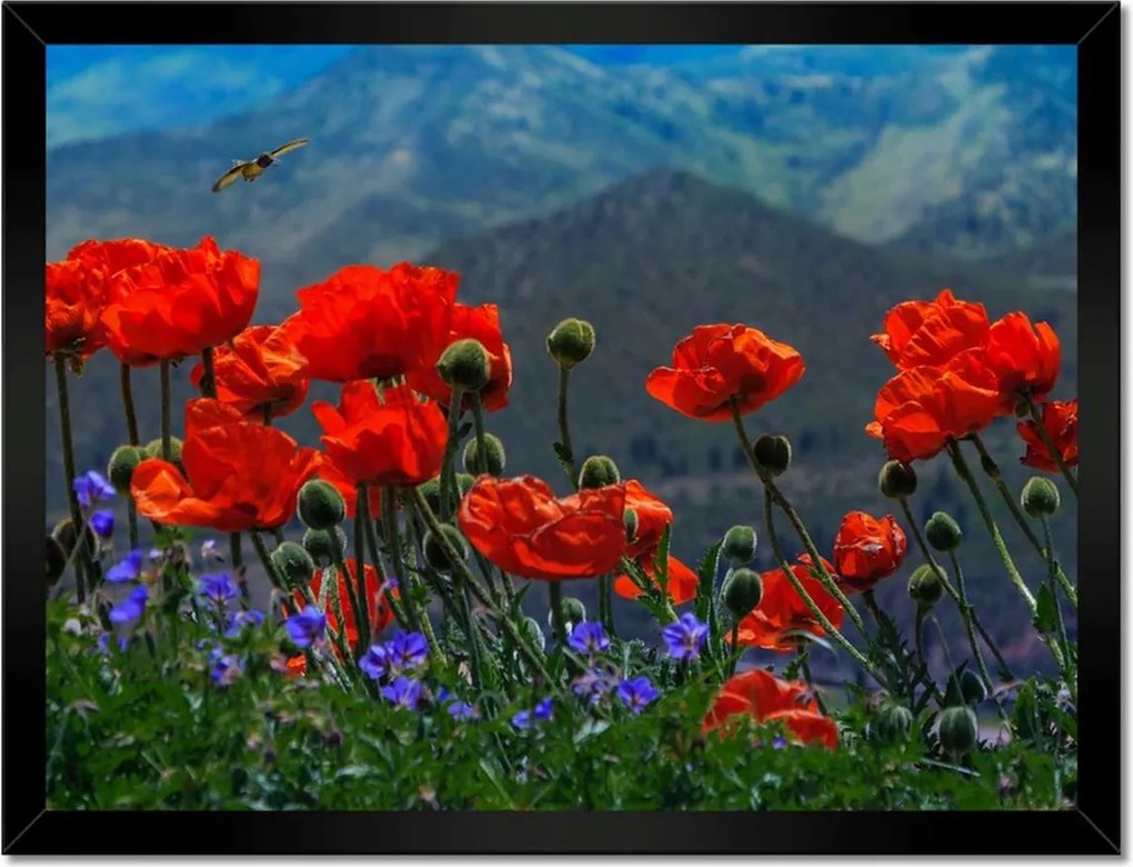 Poszterek keretben 40x30 Piros pipacs Virágok