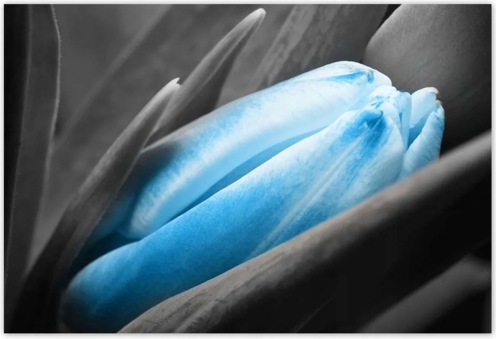 Poszterek 185x125 Kék szirmok Tulipán