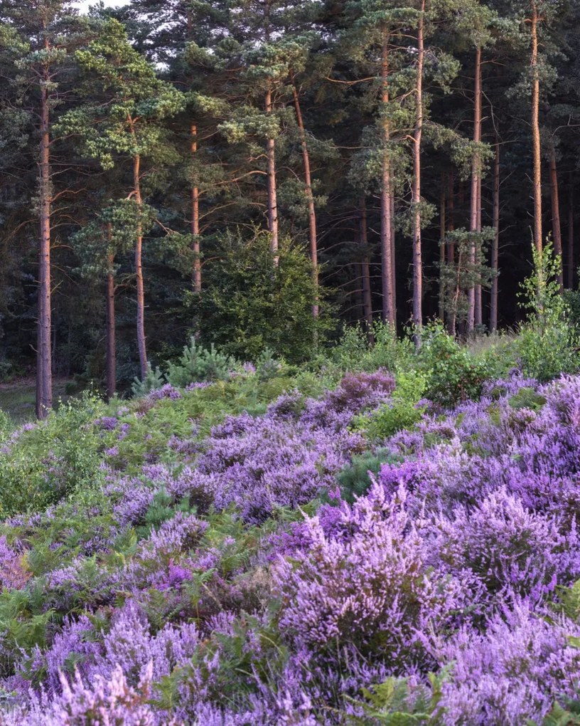 Poszter 40x50cm Hanga és fenyő, Assaf Frank