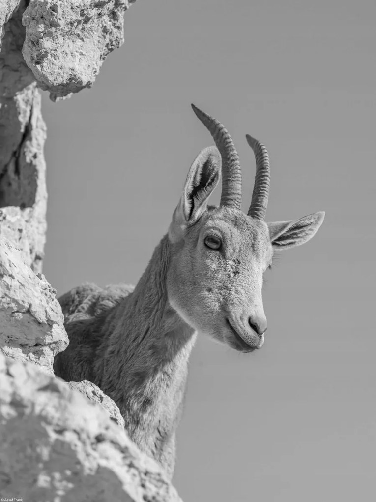Poszter 30x40cm Ibex Nubiana 3, Assaf Frank