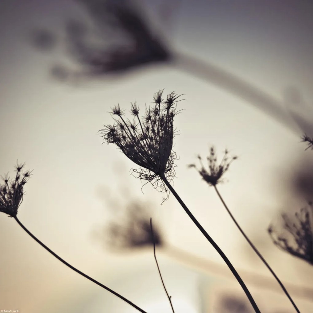 Poszter 30x30cm Püspöki fű sziluett, Assaf Frank