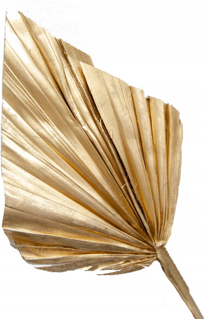 Szárított Arany Pálma Nyíl szárító váza