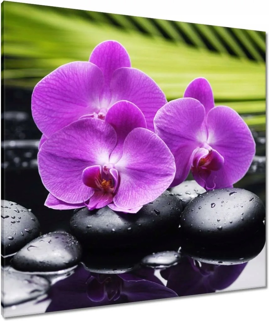 Vászonkép 90x90 Orchidea a köveken