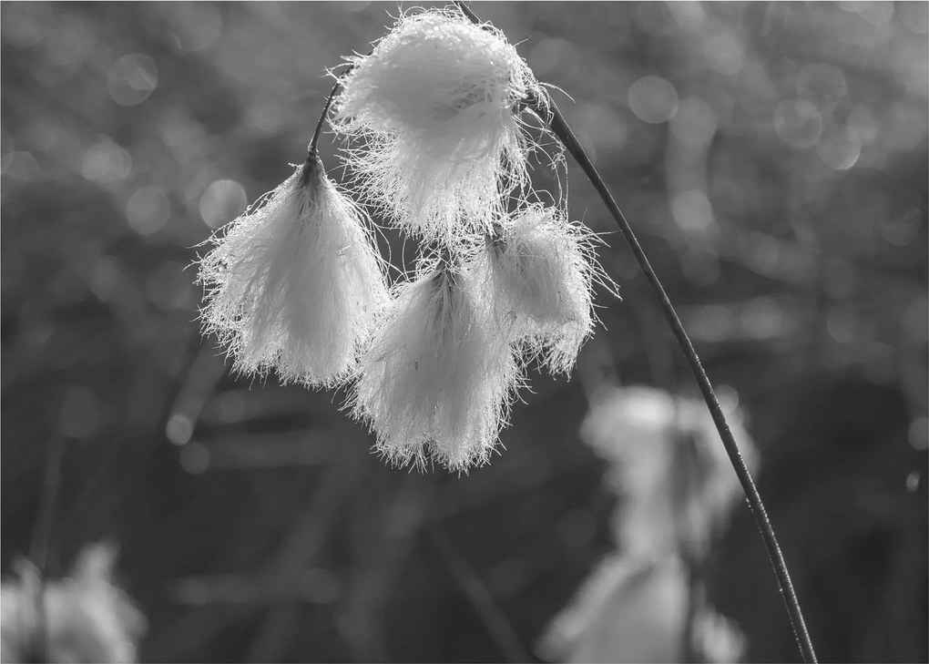 Üveg kép - Cottongrass (70x50 cm)