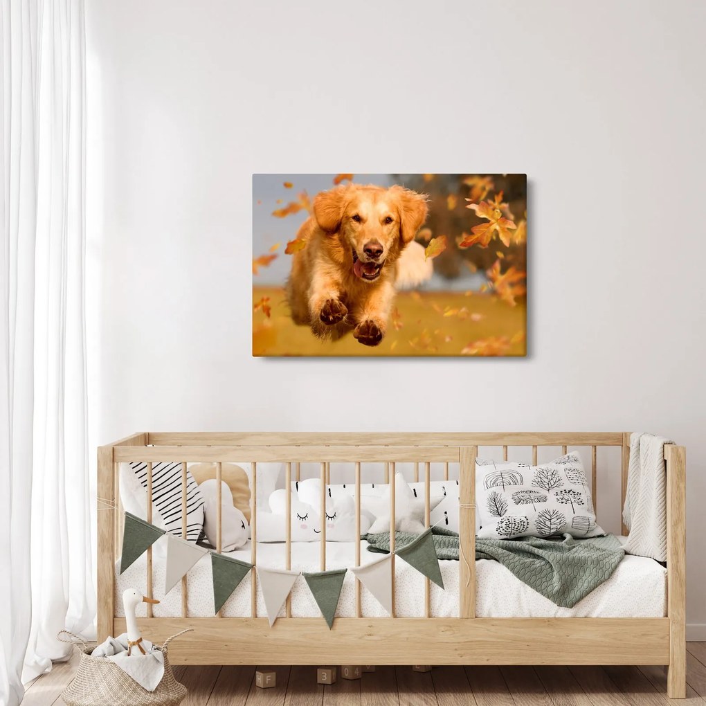 Kép - Golden Retriever (90x60 cm)