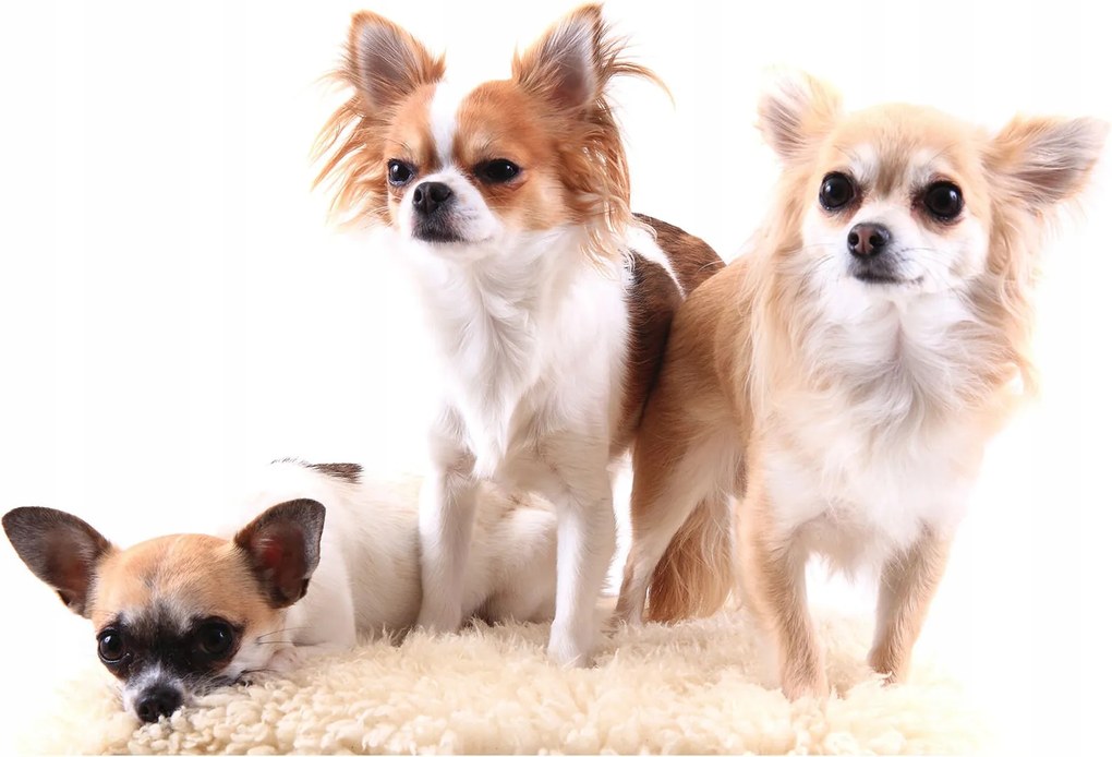 Chihuahua fotótapéta Aranyos kiskutyák fehér háttérrel 312x219 +ragasztó