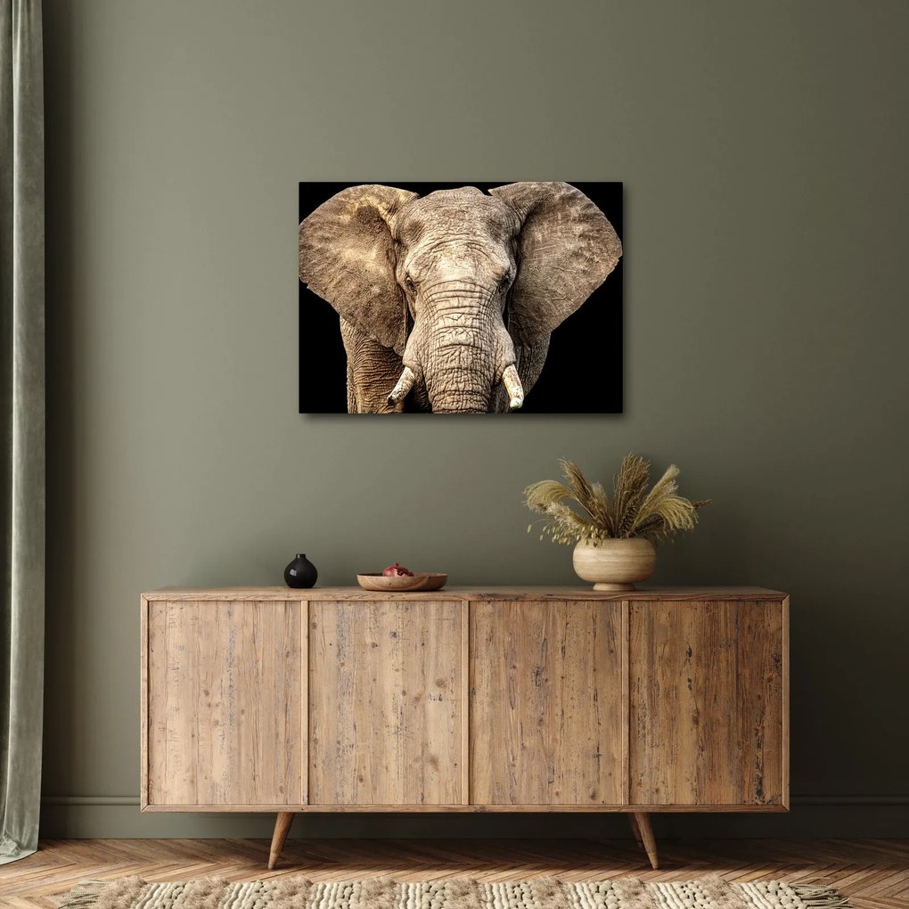 Kép - Afrikai elefánt (70x50 cm)