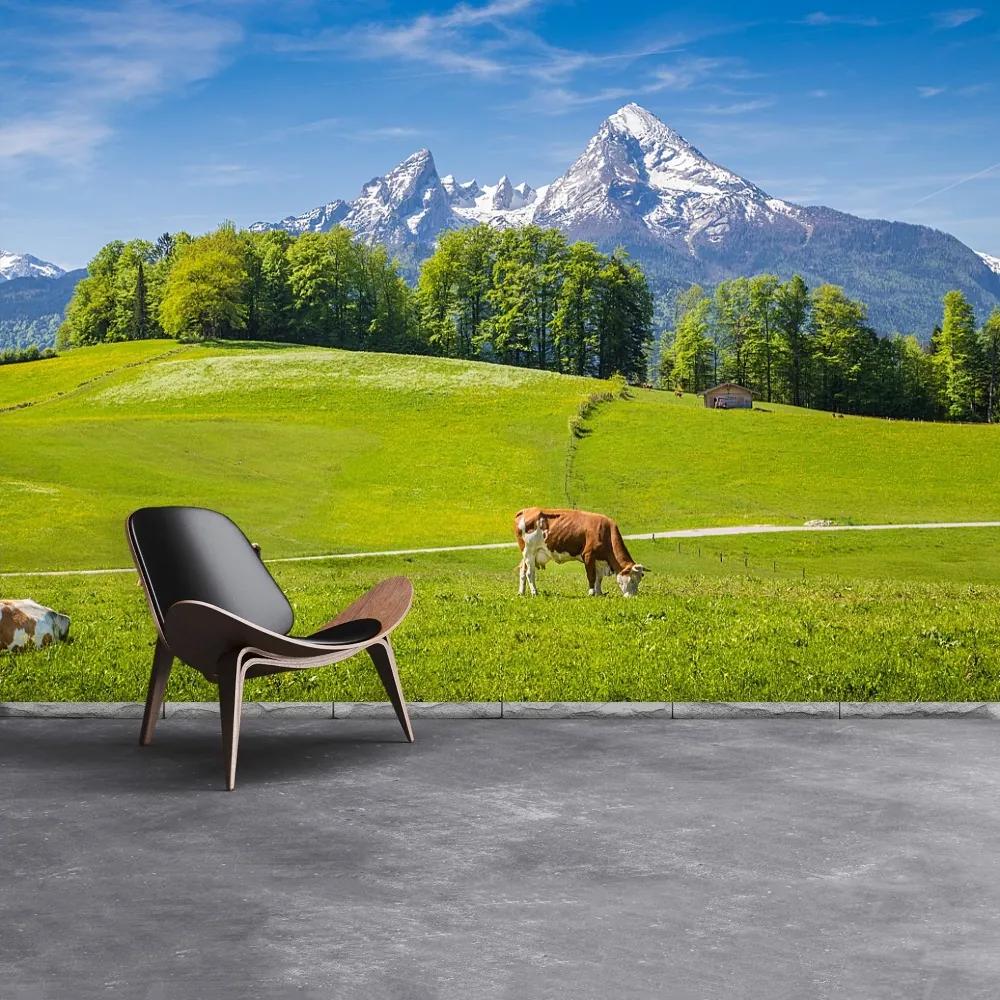 Fotótapéta Alps tehenek 104x70 cm