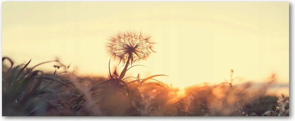 Modern üvegpanel a konyhába Pitypang XXL