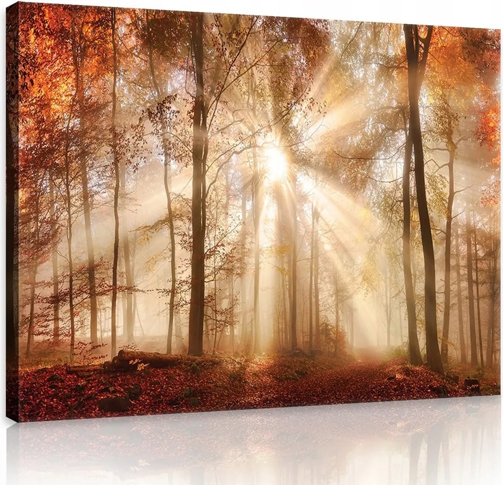 Falikép képek erdő fák 100x75