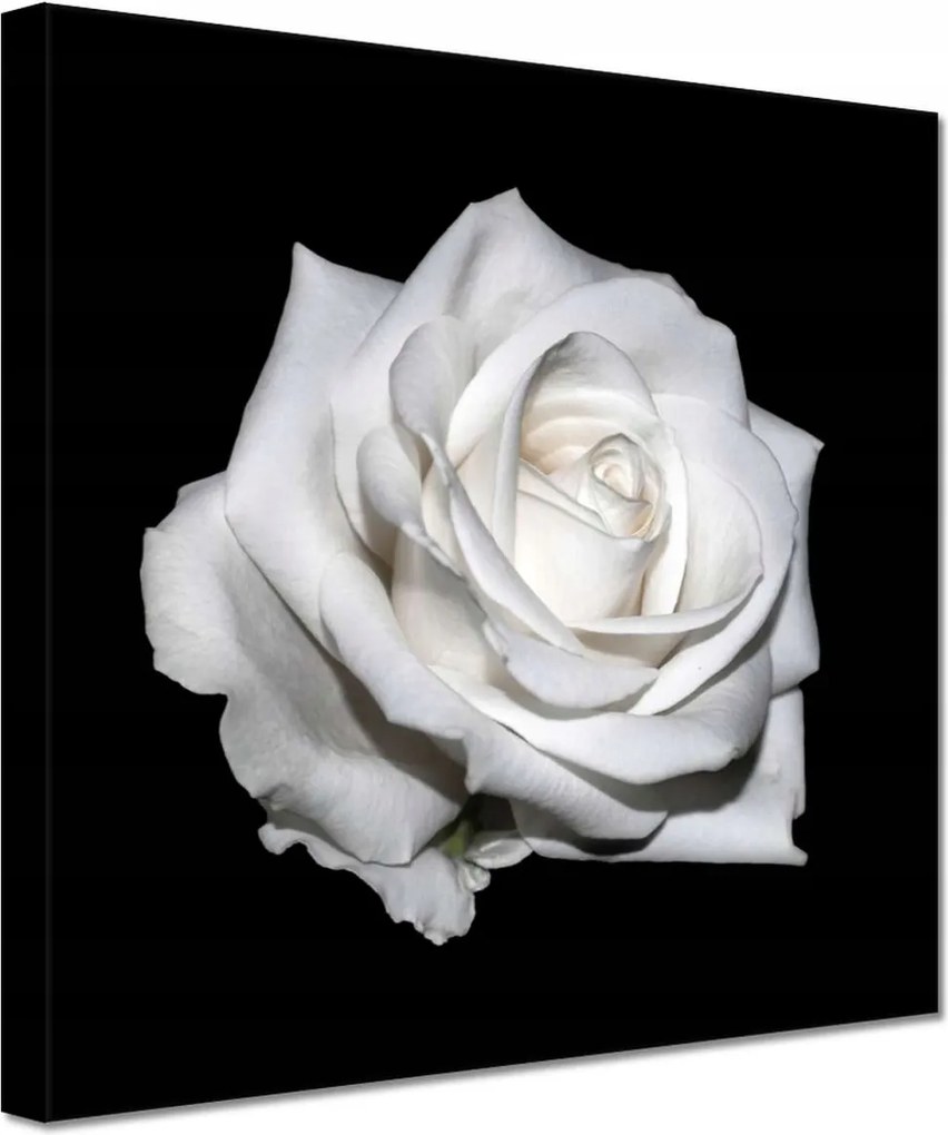 Vászonkép 60x60 Rózsa Virág Virágok Rózsa