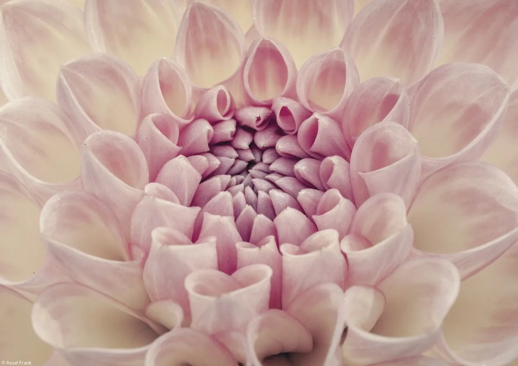 Poszter 29,7x21cm Dália virág, Assaf Frank