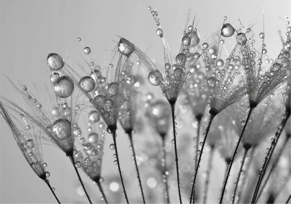 Dekoratív fotótapéta irodába Nedves finomság 208x146