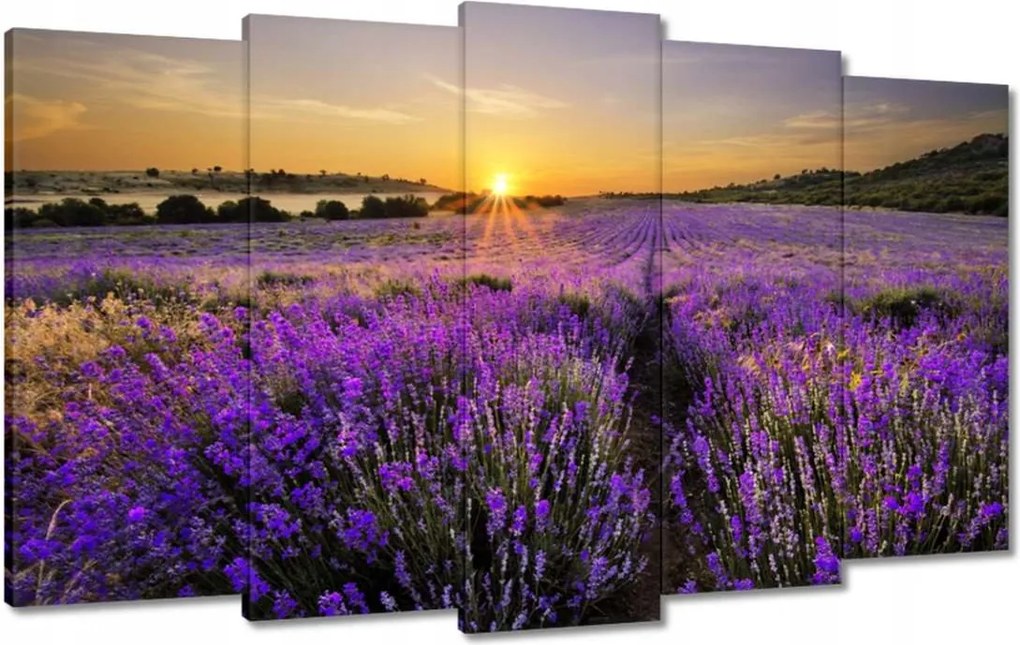 Vászonkép 100x60 Levendula tájkép Nap
